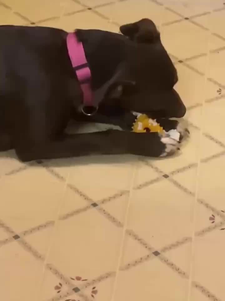 Nylon Dental Chew Stick™